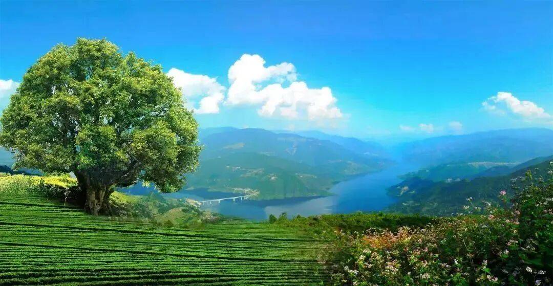 原生态古茶树