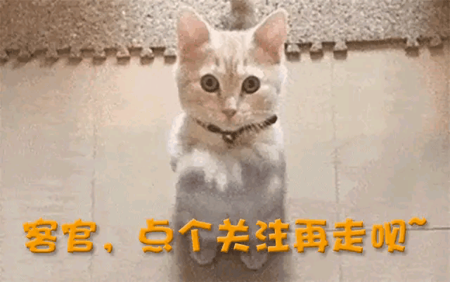 人品败坏、装疯卖傻、为炒作不择手段！这5位网红能火简直伤天理-第20张图片-