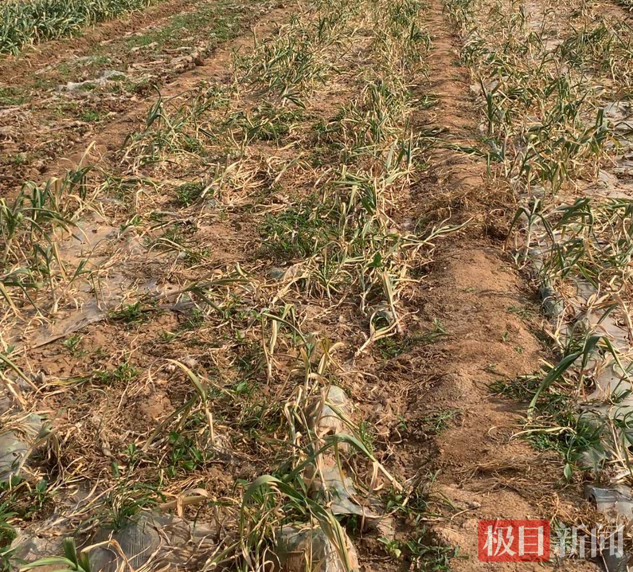 50亩大蒜歉收疑云：22家农户使用同款菌