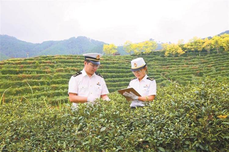 汉中海关靠前服务助陕南茶叶出口大增