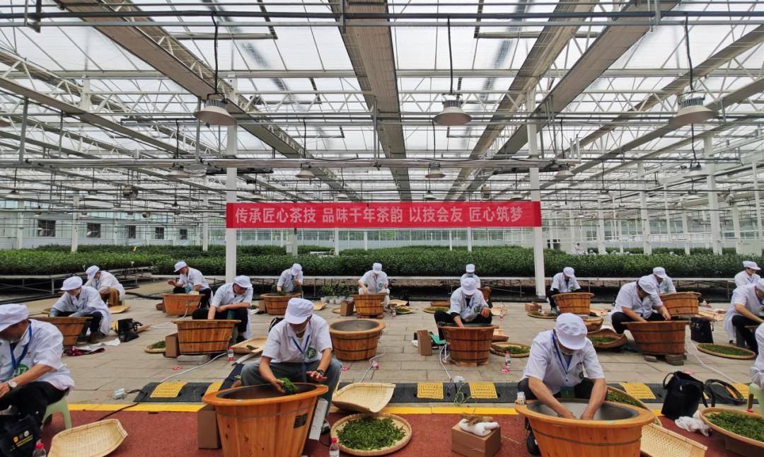 原创            喜报！青岛市茶文化研究会组织会员参加全国茶叶加工技能竞赛斩获优异成绩！