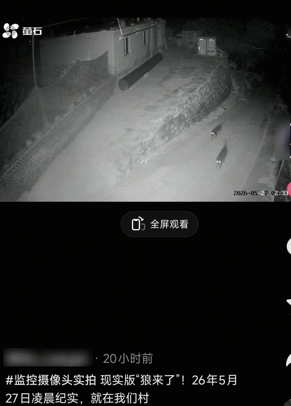 陕西榆林一村庄凌晨闯进两匹狼？10多只羊遭撕咬死亡，监控拍到两只犬科动物，还传出异样嚎叫，当地：尚不明确是否为狼，正调查