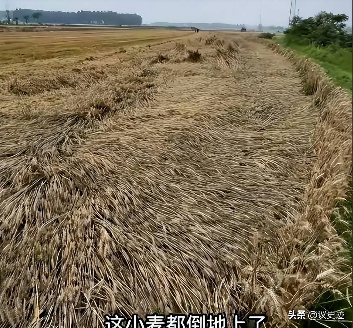 襄阳割四赔五风波升级：大批麦客连夜撤走当地部门紧急出手整改