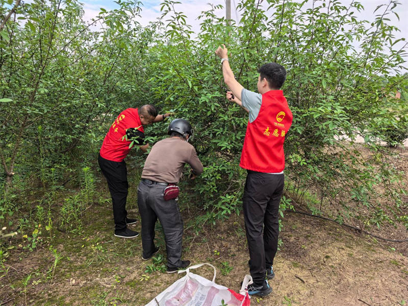 花椒飘香采摘忙