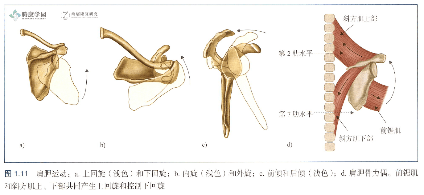 一图读懂，肩胛运动