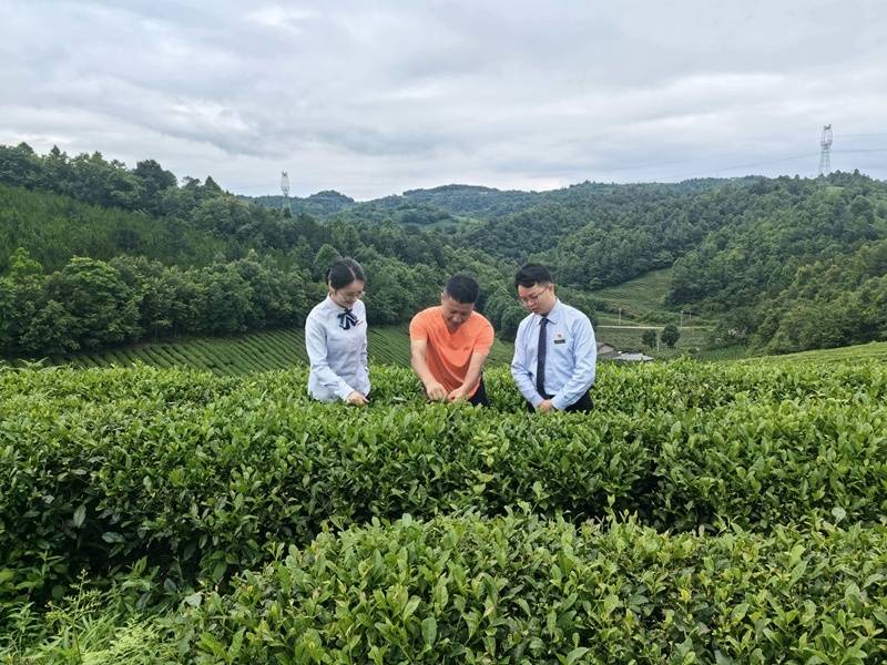 金融活水润茶山！邮储银行毕节市分行“贷”动茶产业蓬勃发展