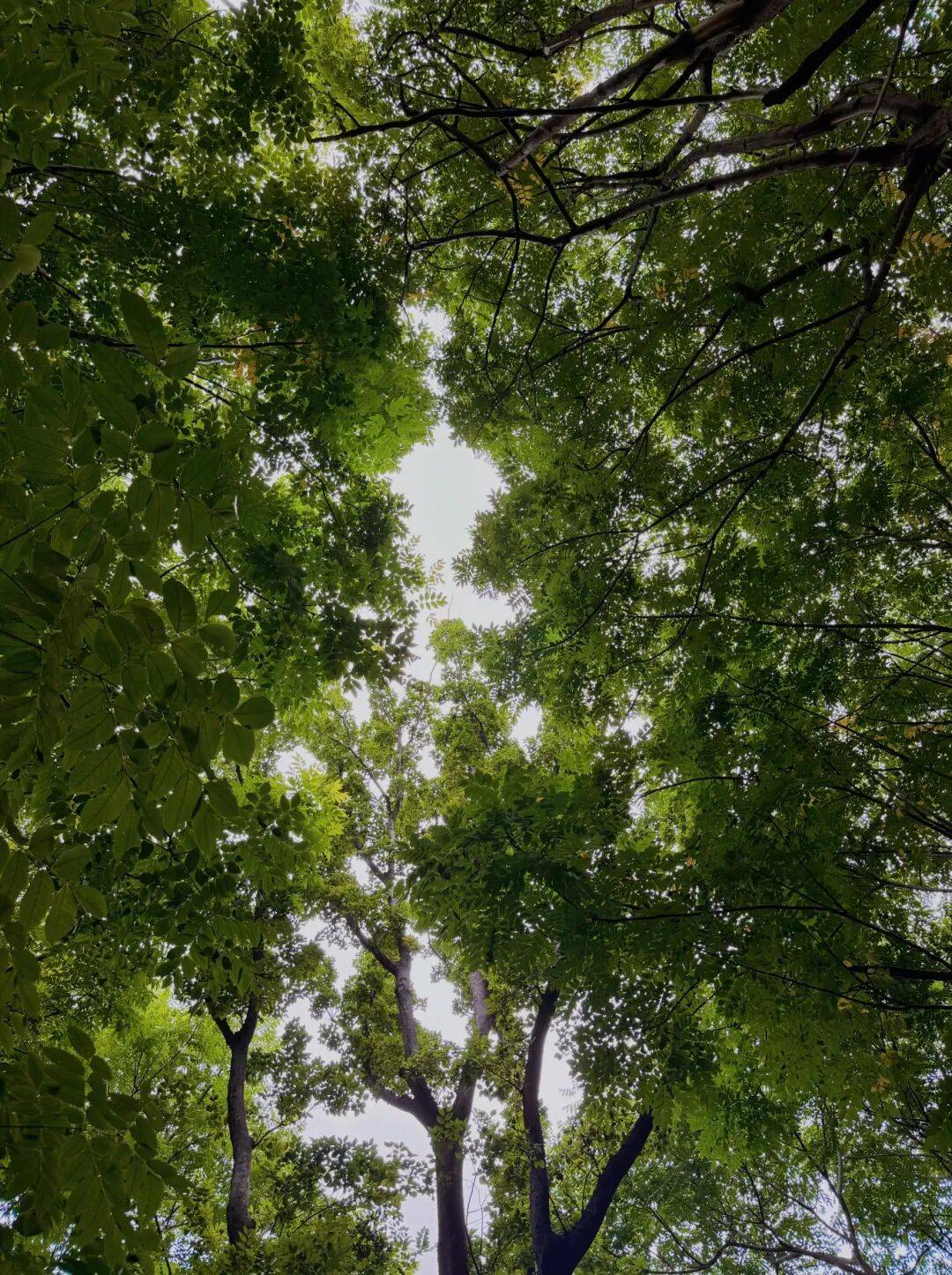 骆岗公园的雨一场与炎热的暂时告别