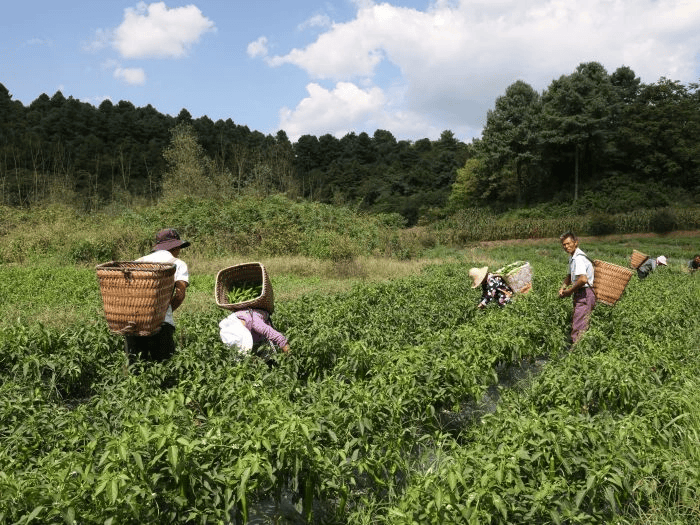 修文县：3.75万亩辣椒丰产群众采收忙