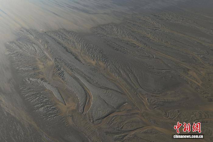 浙江海宁：钱塘江滩涂现“潮汐树”景观