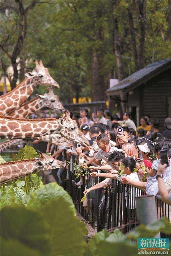 国庆假期结束，广州动物园人气旺，全省景区接待游客超233万人次