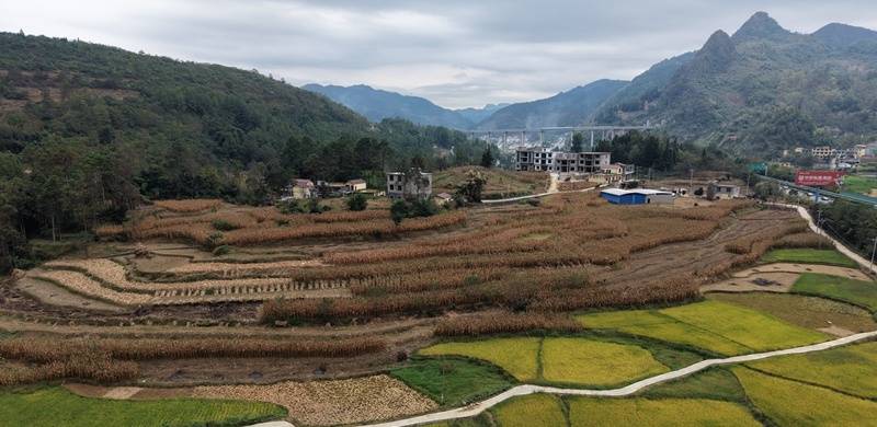 科技赋能山地秋收六枝20万亩玉米颗粒归仓