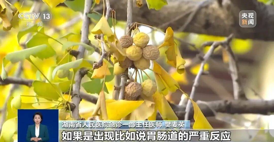 真相:冲上热搜!《知否》里银杏果有毒不是瞎编的,加热了再吃也可能中毒,千万别超这个量→(图4) 真相:冲上热搜!《知否》里银杏果有毒不是瞎编的,加热了再吃也可能中毒,千万别超这个量→(图4)